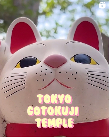 東京豪徳寺の招き猫